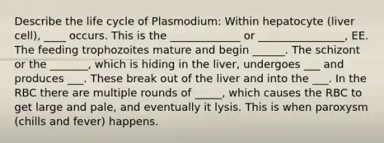 Describe the life cycle of Plasmodium: Within hepatocyte (liver cell), ____ occurs. This is the _____________ or ________________, EE. The feeding trophozoites mature and begin ______. The schizont or the _______, which is hiding in the liver, undergoes ___ and produces ___. These break out of the liver and into the ___. In the RBC there are multiple rounds of _____, which causes the RBC to get large and pale, and eventually it lysis. This is when paroxysm (chills and fever) happens.