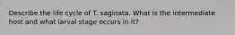 Describe the life cycle of T. saginata. What is the intermediate host and what larval stage occurs in it?