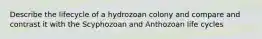 Describe the lifecycle of a hydrozoan colony and compare and contrast it with the Scyphozoan and Anthozoan life cycles