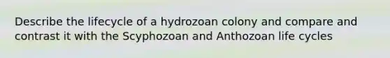 Describe the lifecycle of a hydrozoan colony and compare and contrast it with the Scyphozoan and Anthozoan life cycles