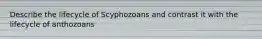 Describe the lifecycle of Scyphozoans and contrast it with the lifecycle of anthozoans