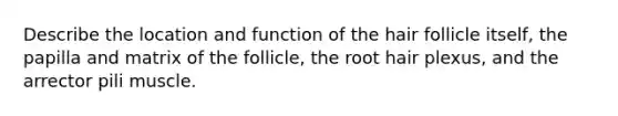 Describe the location and function of the hair follicle itself, the papilla and matrix of the follicle, the root hair plexus, and the arrector pili muscle.