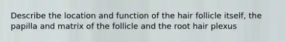 Describe the location and function of the hair follicle itself, the papilla and matrix of the follicle and the root hair plexus