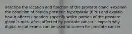 describe the location and function of the prostate gland +explain the condition of benign prostatic hyperplasia (BPH) and explain how it affects urination +specify which portion of the prostate gland is most often affected by prostate cancer +explain why digital rectal exams can be used to screen for prostate cancer