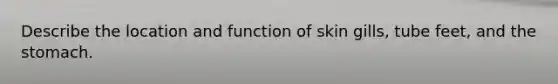 Describe the location and function of skin gills, tube feet, and the stomach.