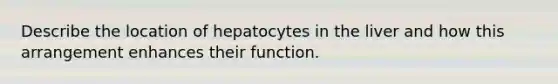 Describe the location of hepatocytes in the liver and how this arrangement enhances their function.