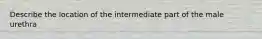 Describe the location of the intermediate part of the male urethra