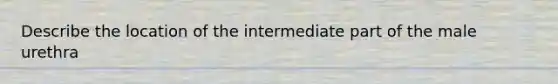 Describe the location of the intermediate part of the male urethra