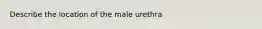 Describe the location of the male urethra