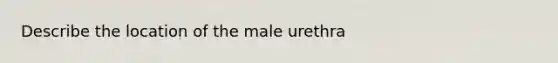 Describe the location of the male urethra