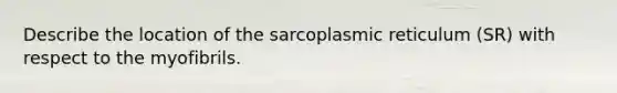 Describe the location of the sarcoplasmic reticulum (SR) with respect to the myofibrils.