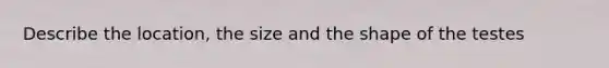 Describe the location, the size and the shape of the testes