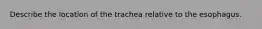 Describe the location of the trachea relative to the esophagus.