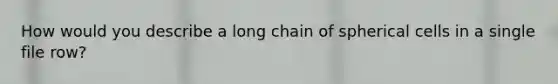 How would you describe a long chain of spherical cells in a single file row?