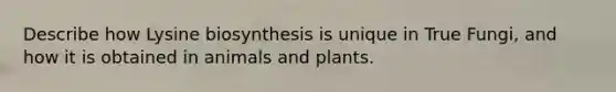 Describe how Lysine biosynthesis is unique in True Fungi, and how it is obtained in animals and plants.