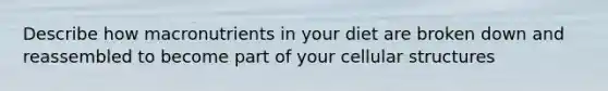 Describe how macronutrients in your diet are broken down and reassembled to become part of your cellular structures