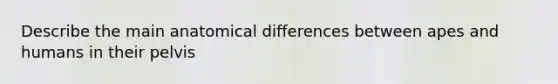 Describe the main anatomical differences between apes and humans in their pelvis