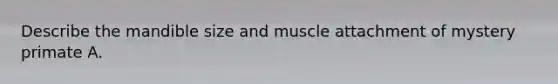 Describe the mandible size and muscle attachment of mystery primate A.