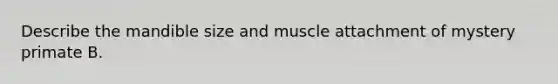 Describe the mandible size and muscle attachment of mystery primate B.