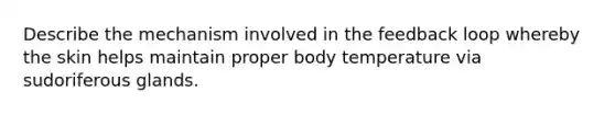Describe the mechanism involved in the feedback loop whereby the skin helps maintain proper body temperature via sudoriferous glands.