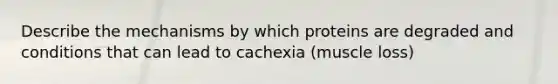 Describe the mechanisms by which proteins are degraded and conditions that can lead to cachexia (muscle loss)