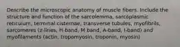 Describe the microscopic anatomy of muscle fibers. Include the structure and function of the sarcolemma, sarcoplasmic reticulum, terminal cisternae, transverse tubules, myofibrils, sarcomeres (z-lines, H-band, M band, A-band, I-band) and myofilaments (actin, tropomyosin, troponin, myosin)