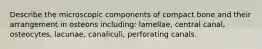 Describe the microscopic components of compact bone and their arrangement in osteons including: lamellae, central canal, osteocytes, lacunae, canaliculi, perforating canals.