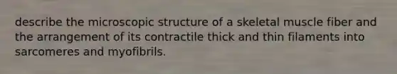 describe the microscopic structure of a skeletal muscle fiber and the arrangement of its contractile thick and thin filaments into sarcomeres and myofibrils.