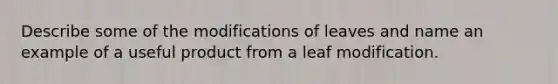 Describe some of the modifications of leaves and name an example of a useful product from a leaf modification.