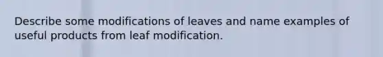 Describe some modifications of leaves and name examples of useful products from leaf modification.