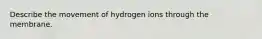 Describe the movement of hydrogen ions through the membrane.