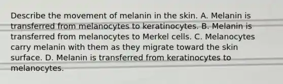 Describe the movement of melanin in the skin. A. Melanin is transferred from melanocytes to keratinocytes. B. Melanin is transferred from melanocytes to Merkel cells. C. Melanocytes carry melanin with them as they migrate toward the skin surface. D. Melanin is transferred from keratinocytes to melanocytes.