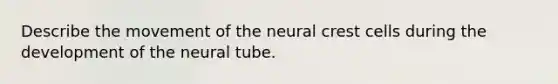 Describe the movement of the neural crest cells during the development of the neural tube.