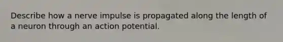 Describe how a nerve impulse is propagated along the length of a neuron through an action potential.