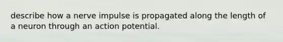 describe how a nerve impulse is propagated along the length of a neuron through an action potential.