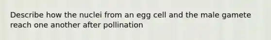 Describe how the nuclei from an egg cell and the male gamete reach one another after pollination