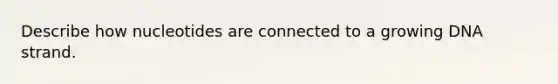 Describe how nucleotides are connected to a growing DNA strand.