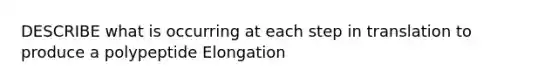 DESCRIBE what is occurring at each step in translation to produce a polypeptide Elongation