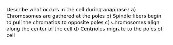 Describe what occurs in the cell during anaphase? a) Chromosomes are gathered at the poles b) Spindle fibers begin to pull the chromatids to opposite poles c) Chromosomes align along the center of the cell d) Centrioles migrate to the poles of cell