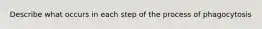 Describe what occurs in each step of the process of phagocytosis