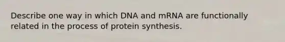 Describe one way in which DNA and mRNA are functionally related in the process of protein synthesis.