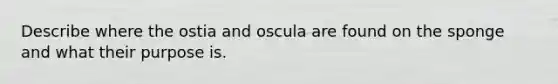 Describe where the ostia and oscula are found on the sponge and what their purpose is.