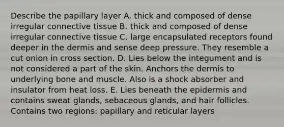 Describe the papillary layer A. thick and composed of dense irregular connective tissue B. thick and composed of dense irregular connective tissue C. large encapsulated receptors found deeper in the dermis and sense deep pressure. They resemble a cut onion in cross section. D. Lies below the integument and is not considered a part of the skin. Anchors the dermis to underlying bone and muscle. Also is a shock absorber and insulator from heat loss. E. Lies beneath the epidermis and contains sweat glands, sebaceous glands, and hair follicles. Contains two regions: papillary and reticular layers