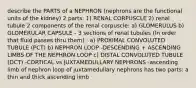 describe the PARTS of a NEPHRON (nephrons are the functional units of the kidney) 2 parts: 1) RENAL CORPUSCLE 2) renal tubule 2 components of the renal corpuscle: a) GLOMERULUS b) GLOMERULAR CAPSULE - 3 sections of renal tubules (In order that fluid passes thru them) : a) PROXIMAL CONVOLUTED TUBULE (PCT) b) NEPHRON LOOP -DESCENDING + ASCENDING LIMBS OF THE NEPHRON LOOP c) DISTAL CONVOLUTED TUBULE (DCT) -CORTICAL vs JUXTAMEDULLARY NEPHRONS -ascending limb of nephron loop of juxtamedullary nephrons has two parts: a thin and thick ascending limb