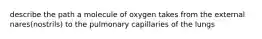 describe the path a molecule of oxygen takes from the external nares(nostrils) to the pulmonary capillaries of the lungs