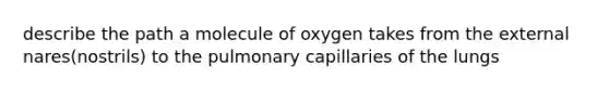 describe the path a molecule of oxygen takes from the external nares(nostrils) to the pulmonary capillaries of the lungs