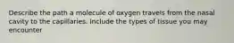 Describe the path a molecule of oxygen travels from the nasal cavity to the capillaries. Include the types of tissue you may encounter