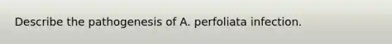 Describe the pathogenesis of A. perfoliata infection.