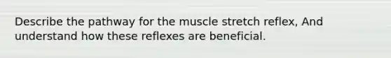 Describe the pathway for the muscle stretch reflex, And understand how these reflexes are beneficial.