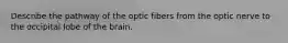 Describe the pathway of the optic fibers from the optic nerve to the occipital lobe of the brain.